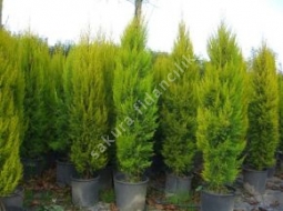 Limon Servi  /Cupressus Macrocarpa