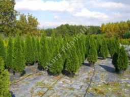 Batı Mazısı  /Thuja Occidentalis  Smaragd