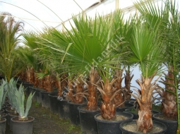 Palmiye  /Washingtonia Robusta 