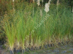 Pampas Otu  /Cortaderia Selloana     