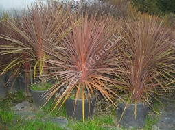 Kırmızı Dresena  /Cordyline Indivisa     