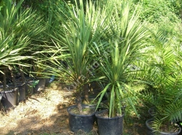 Dresena    /Dracaena Indivisa   