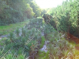 Bahçe Yukası  /Yucca Gloriosa    