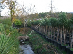 Bahçe Yukası  /Yucca Gloriosa