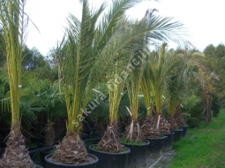 Feniks/Phoenix Canariensis