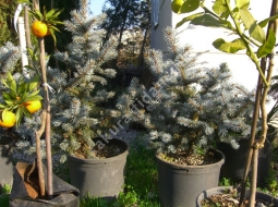 Mavi Ladin  /Picea Pungens Hopsii