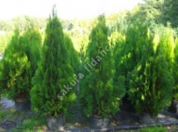 Altuni Piramit Mazı/Thuja Orientalis Pyramidalis