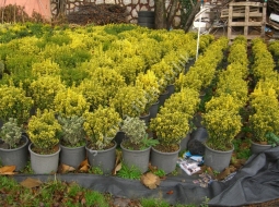 Çıtır Taflan/Euonymus Microphyllus P.Aureus