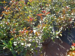 Alev Çalısı/Photinia Fraseri Red