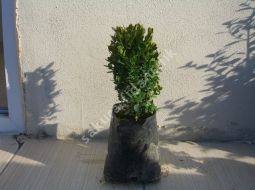 Şimşir/Buxus sp.