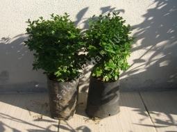 Şimşir/Buxus Sp.