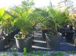 Feniks/Phoenix Canariensis