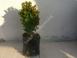 Şimşir/Buxus Sp.