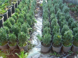 Şimşir/Buxus Sp.