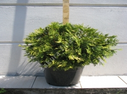 Sunkiss/Thuja occidentalis sunkiss