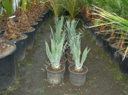 Yeşil Sabır/Agave americana