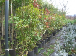 Alev Çalısı/Photinia Fraseri Red Robin