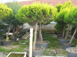 Top Limon Servi/Cupressus macrocarpa 'Goldcrest'