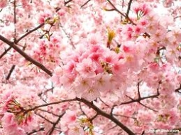 Sakura (Süs Kirazı)/Prunus serrulata 'Kanzan'