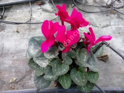 Sıklamen/Cyclamen