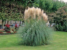 Pampas Otu/Cortaderia Selloana