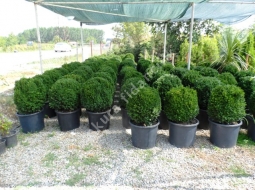 OSMANLI ŞİMŞİRİ/BUXUS SEMPERVIRENS