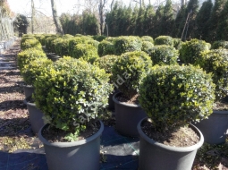 Şimşir/Buxus Sempervirens