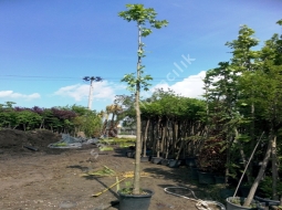 Çınar/Platanus Orientalis