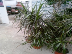 Dresena/Dracaena marginata tricolor