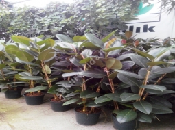 Kauçuk/Ficus Elastica