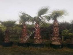 Palmiye/Washingtonia Filifera