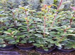 Alev çalısı/Photinia Fraseri Red Robbin