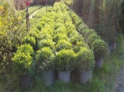 Şimşir Rotindofolio/Buxus Rotindofolio