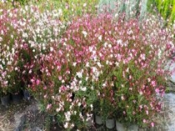 Gaura/Gaura