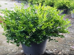 Şimşir Rotindofolio/Buxus Rotundifolia