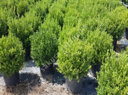 Şimşir Rotindofolio/Buxus Sp.'Rotundifolia'