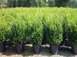 Şimşir Rotundifolio 70-80cm/Buxus Rotundifolio