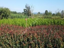 Bodur Alev/Photinia Fraseri Little Red Nana