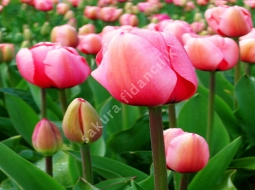 Lale/Tulip