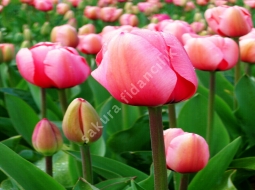 Lale/Tulip