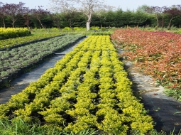 Altuni Çıtır Taflan/Euonymus Microphyllus Pulchellus Aureus