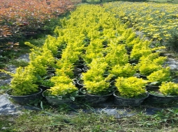 Sarı Berberis/Berberis Thunbergii Maria