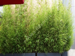 Bambu/Bambusa bissetii