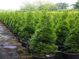 Batı Mazısı/Thuja Occidentalis Smaragd