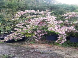 Filbahri/Philadelphus coronarius 