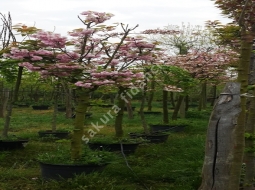 Süs Kirazı/Prunus serrulata Kanzan