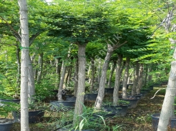 Top Akasya/Robinia pseudoacacia 