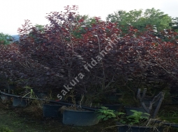 Süs Eriği çalı formlu/Prunus ceracifera 'Pissardi Nigra'