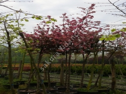 Süs elması/Malus floribunda