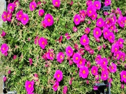 Kazayağı/Carpobrotus acinaciformis